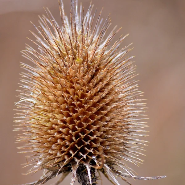 炸金花捕鱼游戏
